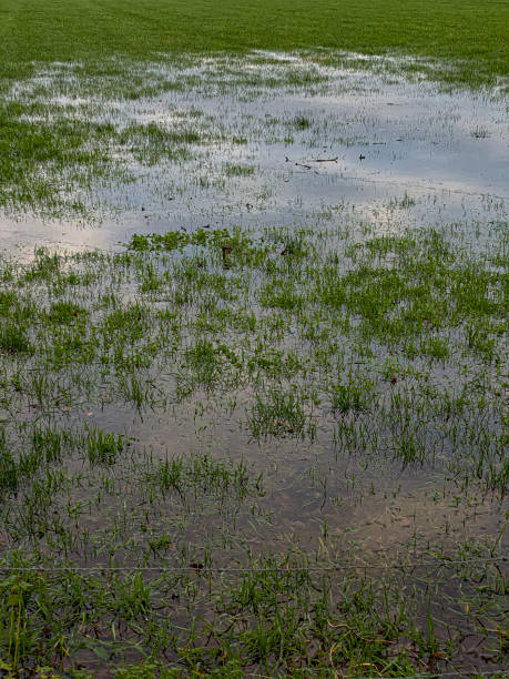 istock a flooded field with green grass and reflection in the water 2042631728