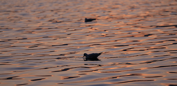 silhouette of two swimming ducks on the red colored surface of lake Zurich