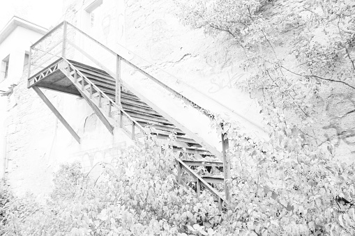 black and white picture of an overgrown staircase