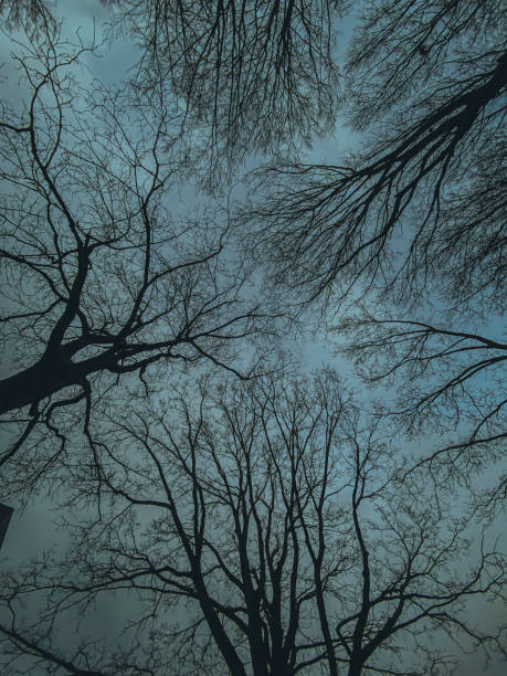 istock Trees in the forest in winter. Nature background. 2042632895