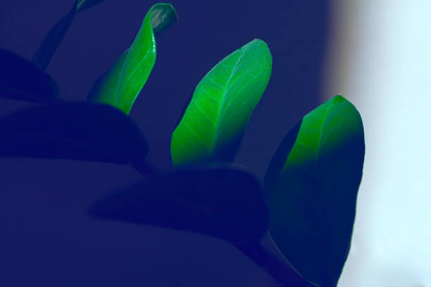 Green leaves in a pot with shadow on a dark blue background
