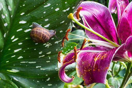 A large pinkish purple flower of a stargazers lily, with a brown garden snail on the leaf in the background.