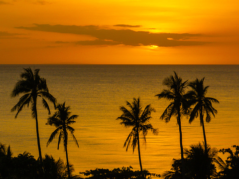 Close up coconut palm tree leaves and flying birds over sunny orange color sunset sky with sunbeam in Florida, USA