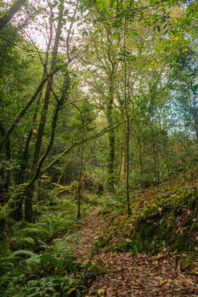istock Beautiful country road among trees 2042684292