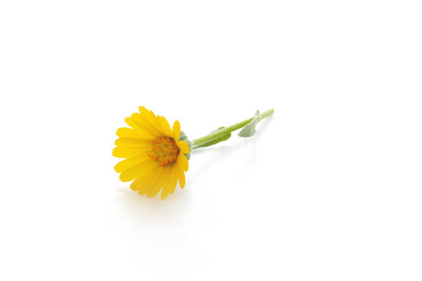 yellow flowers of calendula isolated on a white background