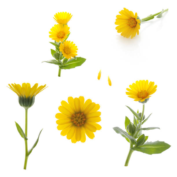 istock yellow flowers of calendula on a white background 2042684908