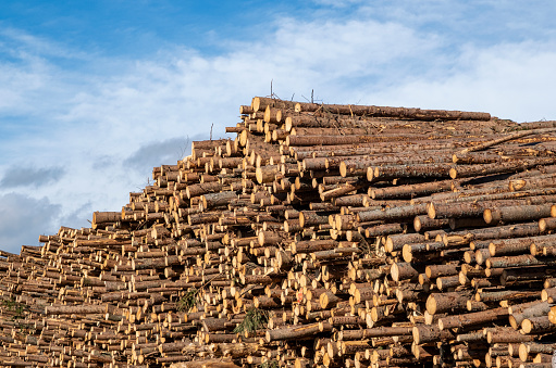 Wood heap of old building material stored at dump for recycling.