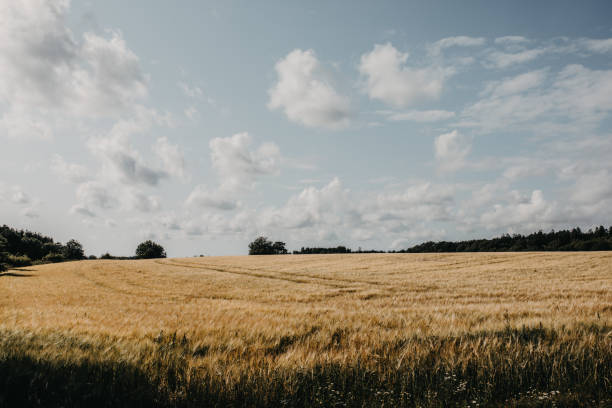 A Swedish rural landscape with wheat field