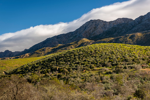 Farm in the Karoo with old rural houses, valeys pastures aloes and fields of sheep and the swartberg mountains in south africa.