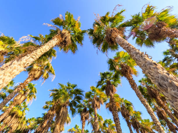 Palm trees in Al Shaheed park in Kuwait City In Kuwait.