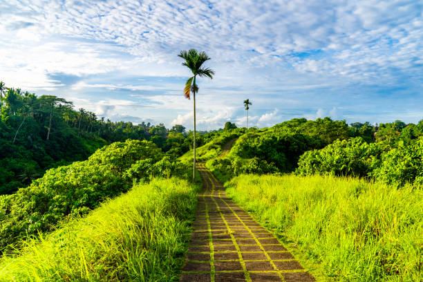istock Winding path Campuhan Ridge Walk through a lush green forest in Ubud, Bali. 2042698437