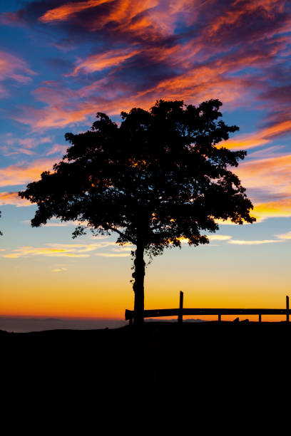 Landscape with trees at sunrise on Gran Canaria island