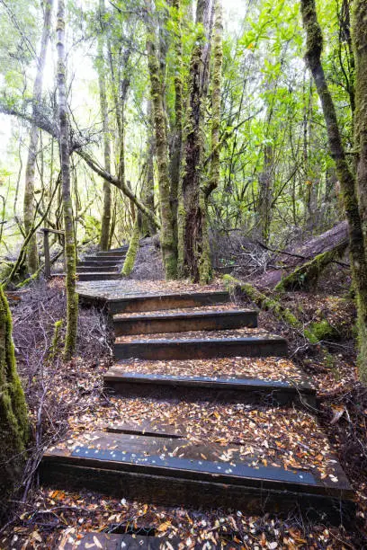 Photo of Creepy Crawly Trail in Tasmania Australia