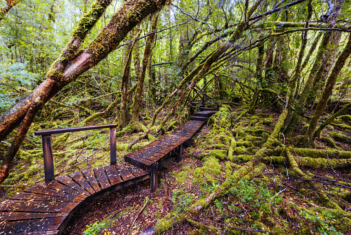 The secluded Creepy Crawly Trail and landscape on a cool summer afternoon in Southwest National Park, Tasmania, Australia