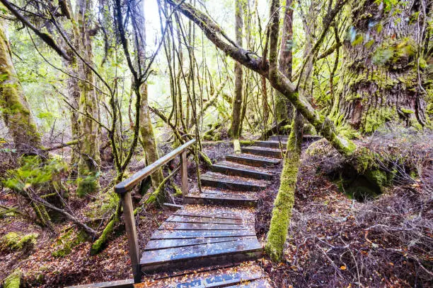 Photo of Creepy Crawly Trail in Tasmania Australia