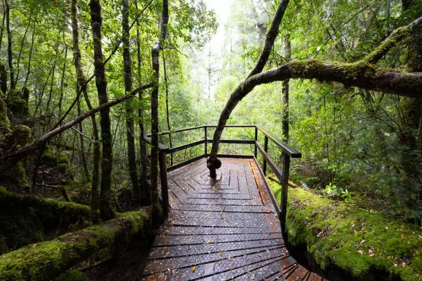 Photo of Creepy Crawly Trail in Tasmania Australia