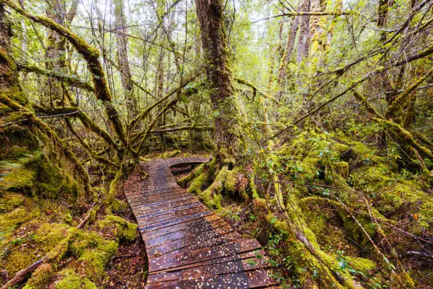 Photo of Creepy Crawly Trail in Tasmania Australia