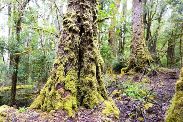 Photo of Creepy Crawly Trail in Tasmania Australia