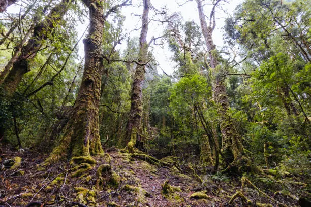 Photo of Creepy Crawly Trail in Tasmania Australia