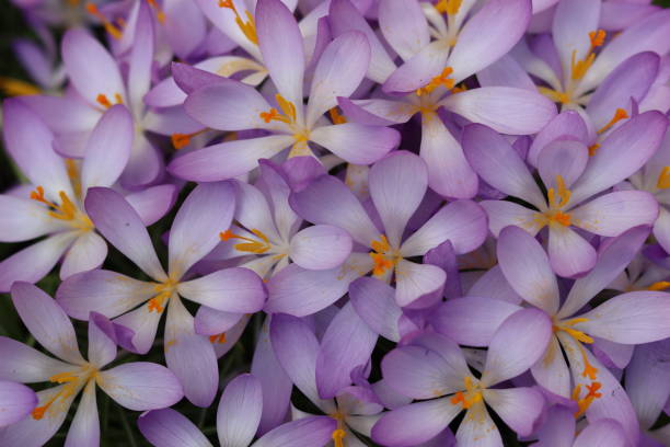 istock Close up of purple and white crocuses in spring 2042709695