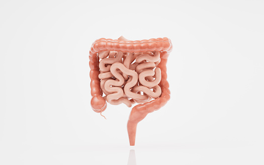 Colon anatomy on white background,description of the parts of the colon, 3d render, illustration