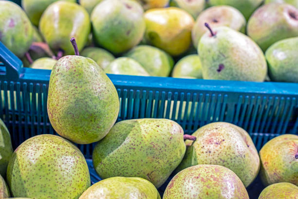 Various green pears are arranged in a market display, highlighting their textures and colors, inviting shoppers to select fresh fruit for their meals.