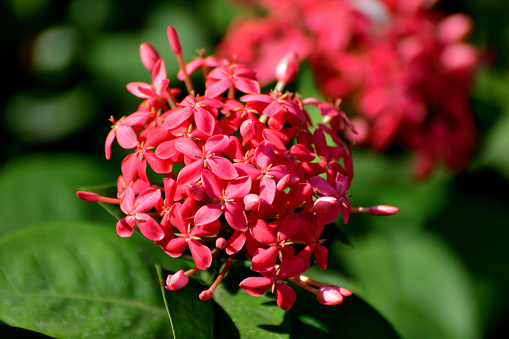 Ixora coccinea, also known as flame of the woods, jungle flame and West Indian jasmine, is an evergreen shrub with glossy foliage. It produces large clusters of tiny flowers in summer in shades of pink, orange or yellow, depending on the variety.
