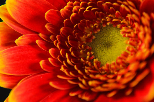 A close-up of a light red Daisy flower
