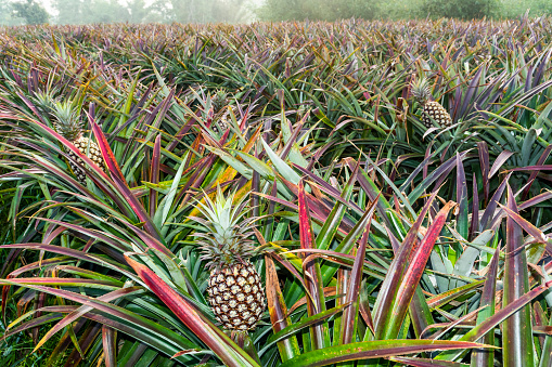 Sugar cane plantation, Lara state, Venezuela.