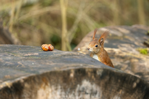 Curious Eurasian red squirrel (Sciurus vulgaris) appears on a log watching delicious nuts.