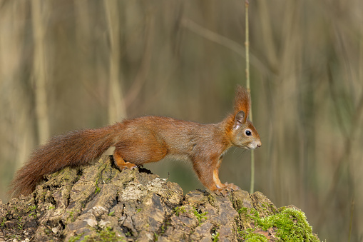 Eurasian red squirrel (Sciurus vulgaris) sitting on a log.