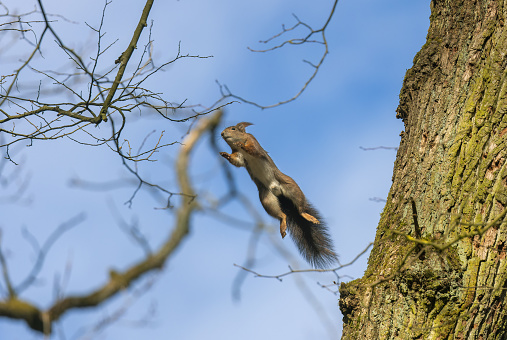 High up an Eurasian red squirrel (Sciurus vulgaris) jump from an oak tree to a branch.