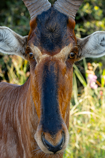 Close up of a Red Hartebeest (Rooihartbees) (Alcelaphus Buselaphus Caama), in Rietvlei Nature reserve, Pretoria, Gauteng, South Africa