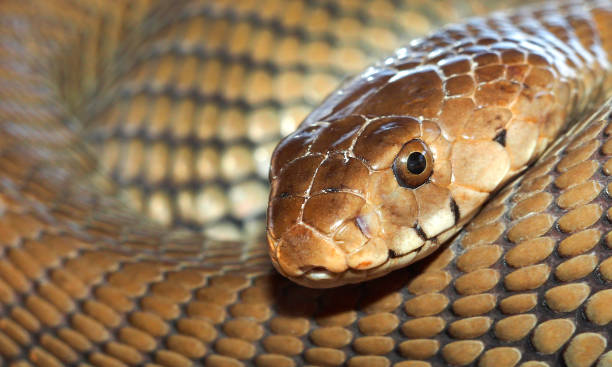 istock Mozambique Spitting Cobra, Chobe National 2042720438