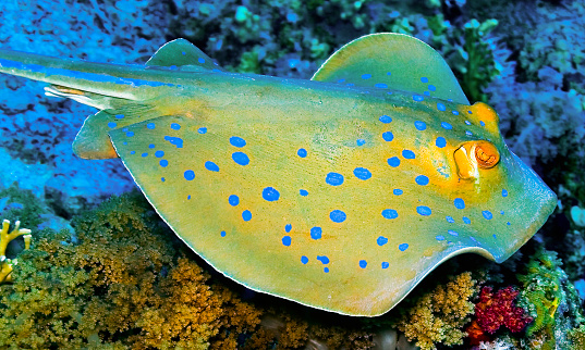 Blue Spotted Ribbontail Ray, Taeniura lymma, Coral Reef, Red Sea, Egypt, Africa