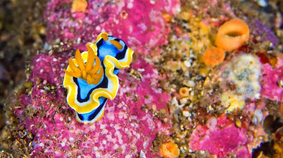 Sea Slug, Dorid Nudibranch, Elisabeth's Chromodoris, Chromodoris elisabethina, Reef Building Corals, Coral Reef, Lembeh, North Sulawesi, Indonesia, Asia