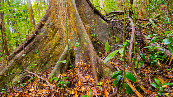 Old trees and Roots, Sinharaja National Park Rain Forest, Sinharaja Forest Reserve, World Heritage Site, UNESCO, Biosphere Reserve, National Wilderness Area, Sri Lanka, Asia