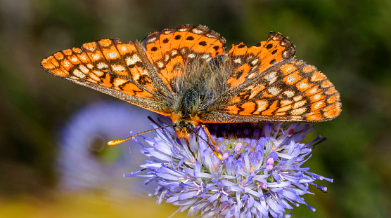 Brush-footed Butterfly, Four-footed Butterfy, Sierra de Guadarrama National Park, Segovia, Castilla y León, Spain, Europe