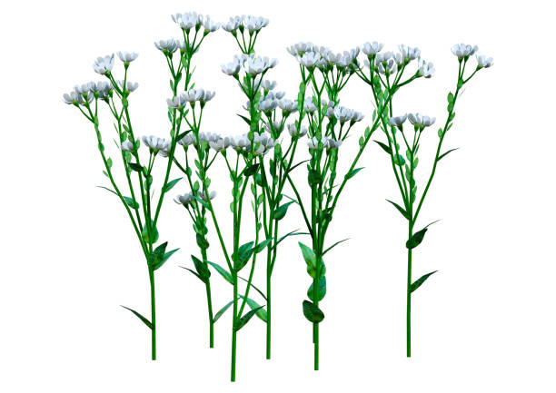 3D rendering of Berteroa Incana or hoary alyssum flowers isolated on white background