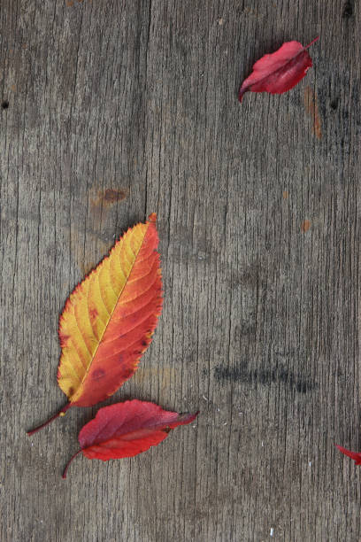 autumn leaves, seasonal botanical background