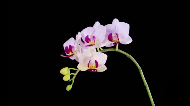 Blooming White Orchid Phalaenopsis Flower