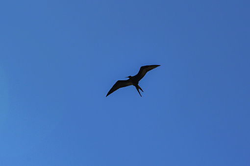 Silhouette of a large black frigate bird isolated on a deep blue sky