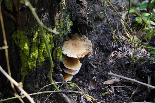 Crimped Gill (Plicaturopsis crispa) mushroom on rotting trunk