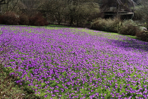 Masses of bright purple crocuses covering a garden lawn in spring sunshine