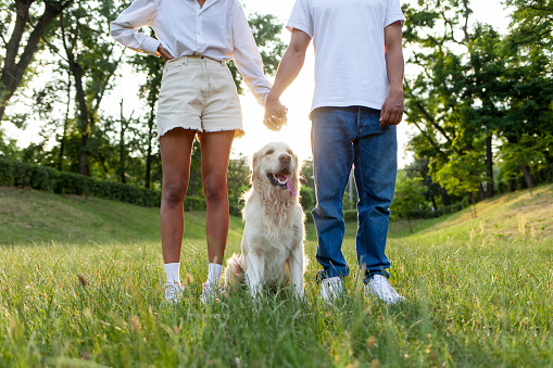 young african american couple stands together with dog and hold hands in the park at sunset, golden retriever sits near people in love on the grass, man and woman walk with pet