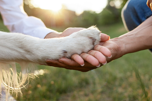hands of african american young couple holding dog's paw and taking care in park, closeup of golden retriever's paw and people's hands, concept of caring and helping animals