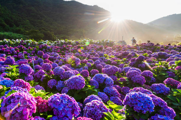 istock close-up bush of hydrangea flowers in a garden. 2042749470