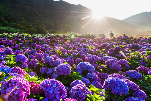Purple hydrangea flowers bloom beautifully in Jhuzihu of Yangmingshan National Park, Taiwan.