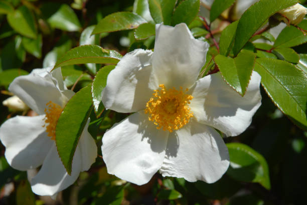 istock Rambling rose, Coopers Burmese, beautiful white flower 2042757878