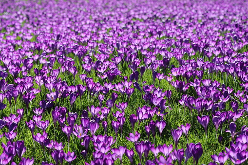 Masses of bright purple crocuses covering a garden lawn in spring sunshine